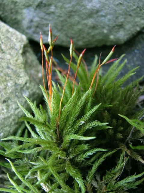 Climacium americanum Mat -- Shade/Part Sun       Moss Lawns, Paths, Focal Features -- Erosion Control