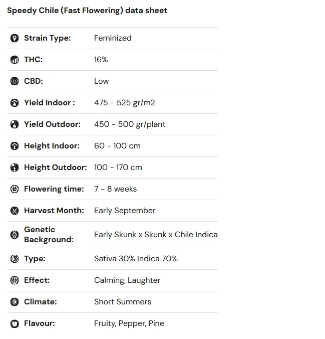 Speedy Chile – Fast Flowering Feminized